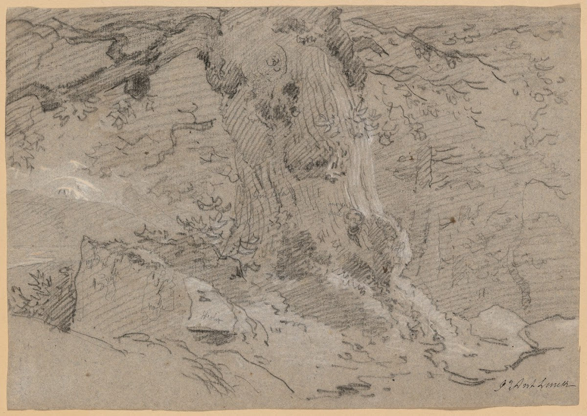 Study of Old Tree Trunk