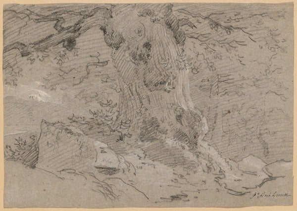 Study of Old Tree Trunk