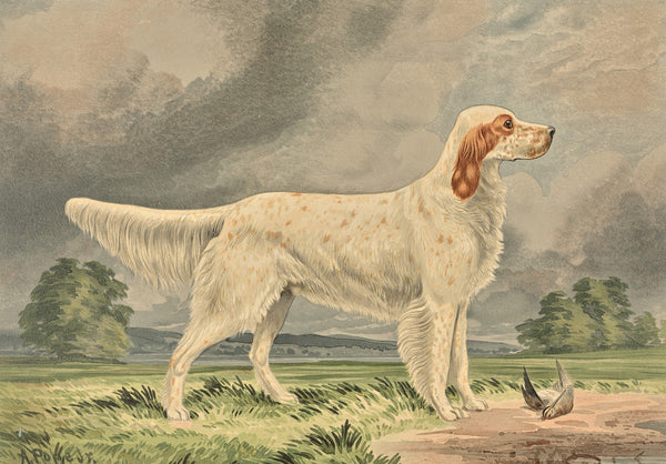 Standing Irish Red and White Setter facing right bird at feet 1880