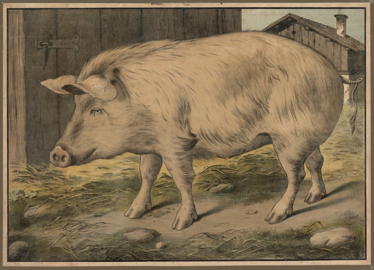 Pig 1888