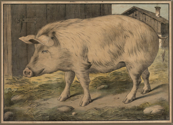 Pig 1888