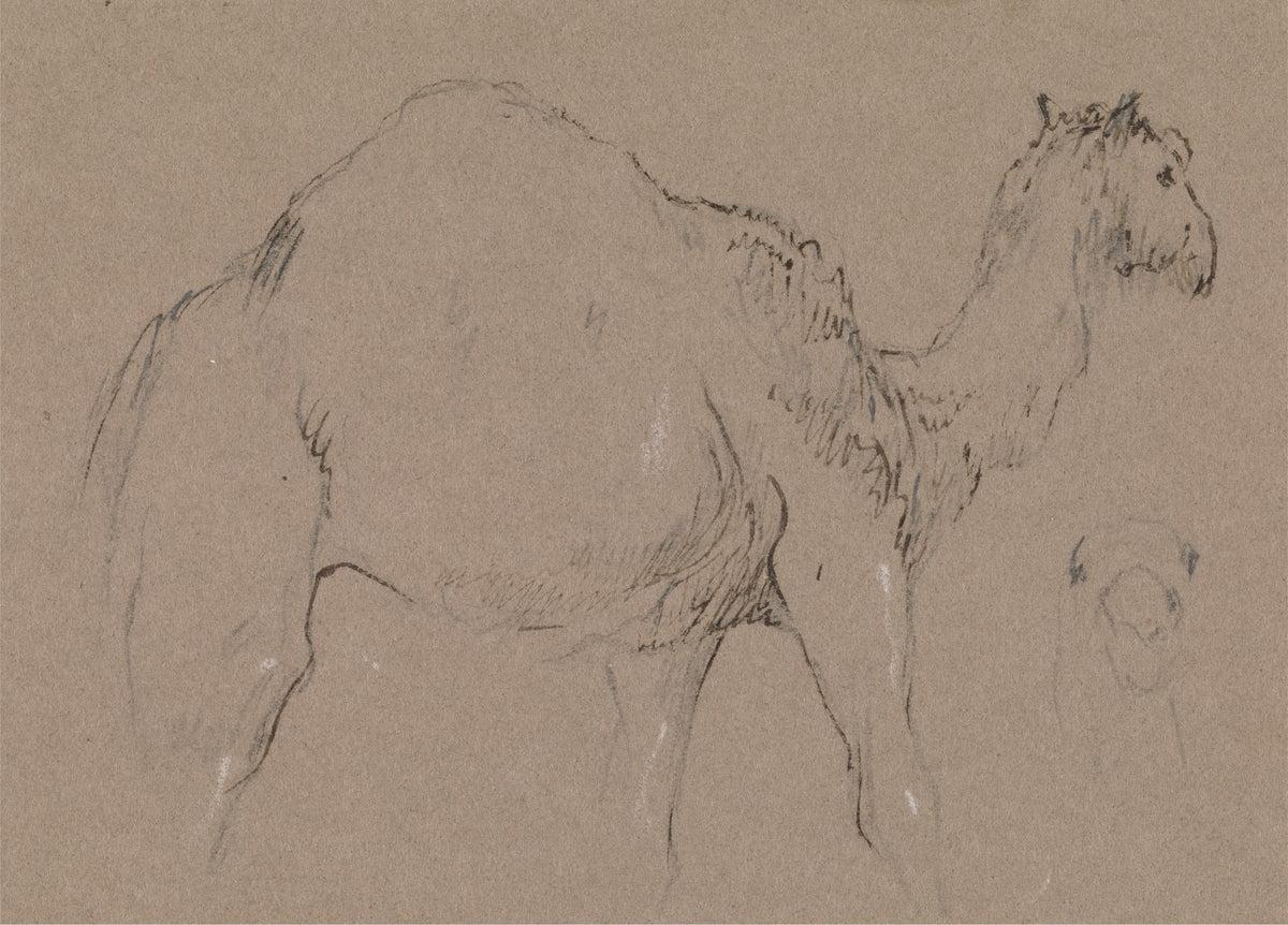 A Camel Moving to the Right a Sketch of a Camels Head Bottom Right ca 1850