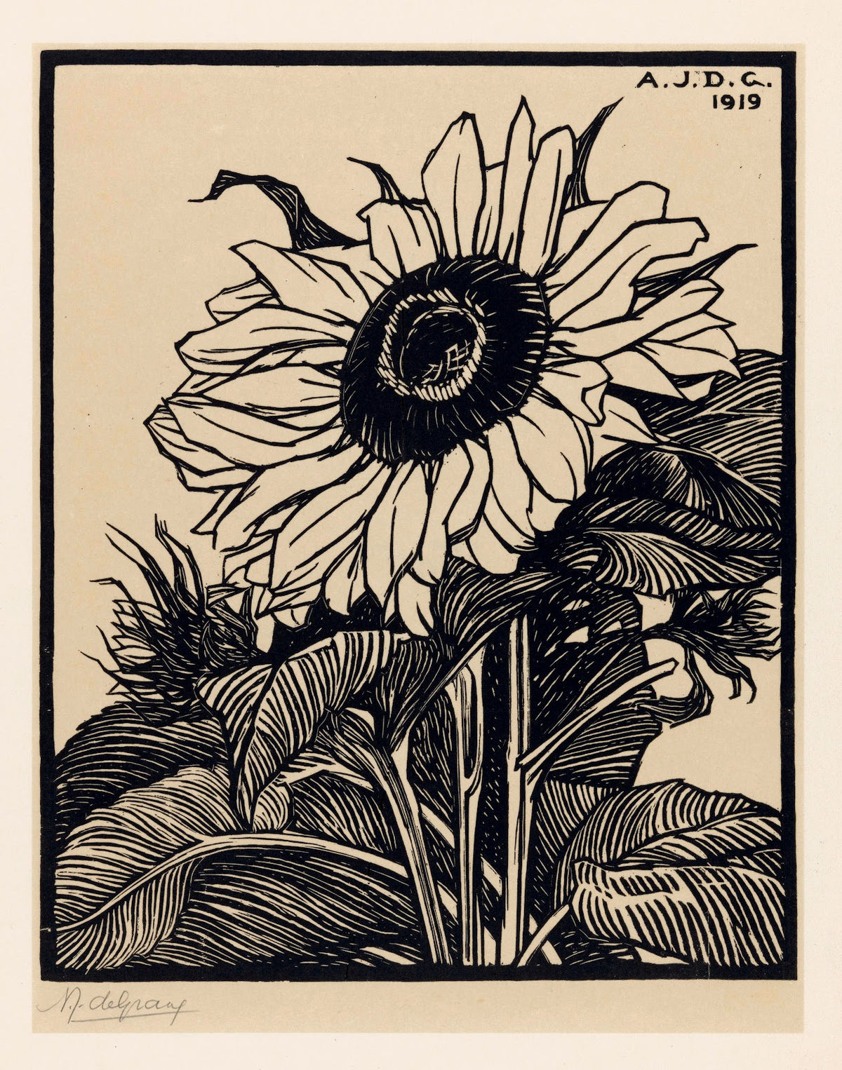 Zonnebloem 1919