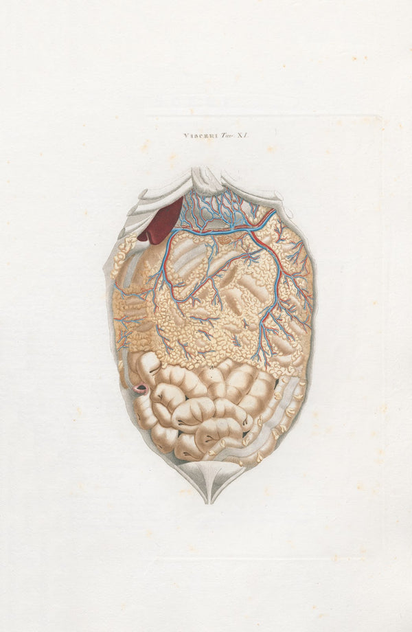 Anatomia Universale Pl30 1833