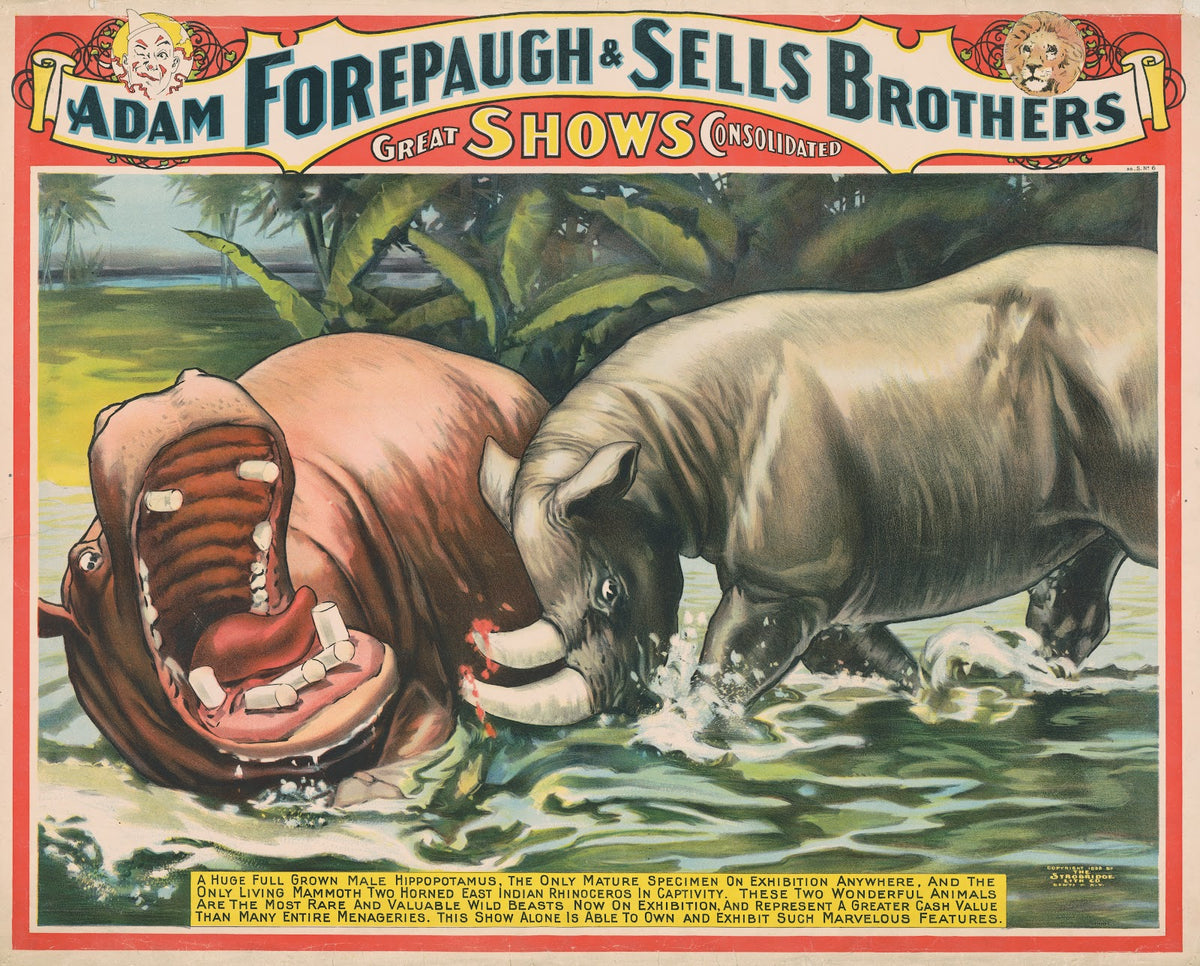 Adam Forepaugh and Sells Brothers great shows consolidated A huge full grown mal