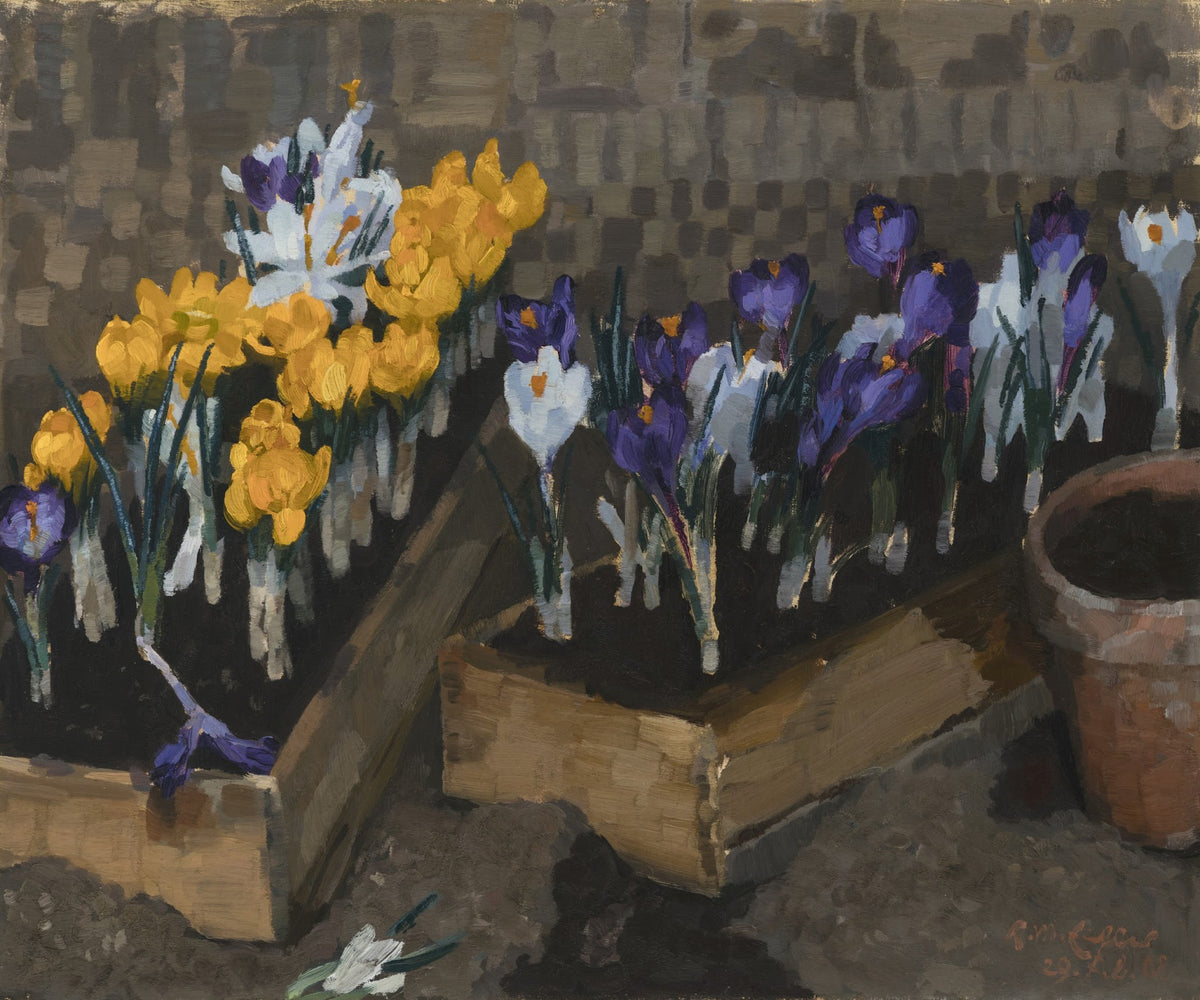 Krokusse 1908