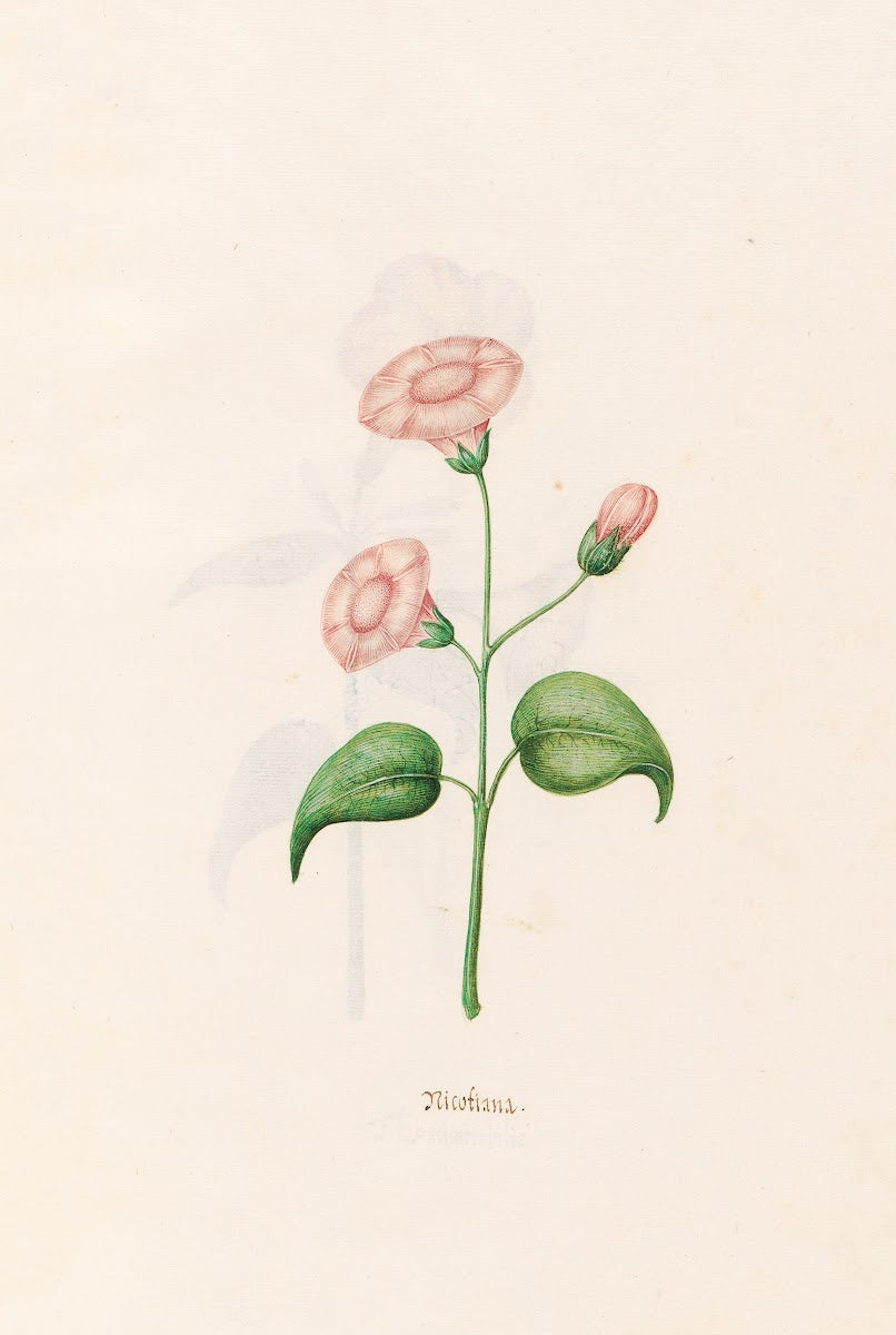 Nicotiana 1692