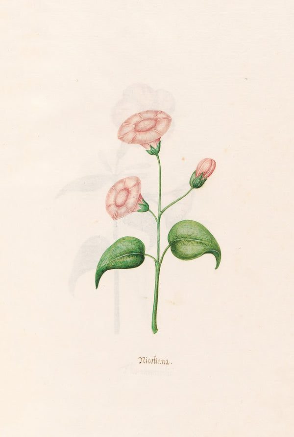 Nicotiana 1692