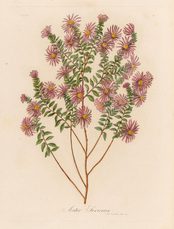 Aster Sericeus 1818 1824