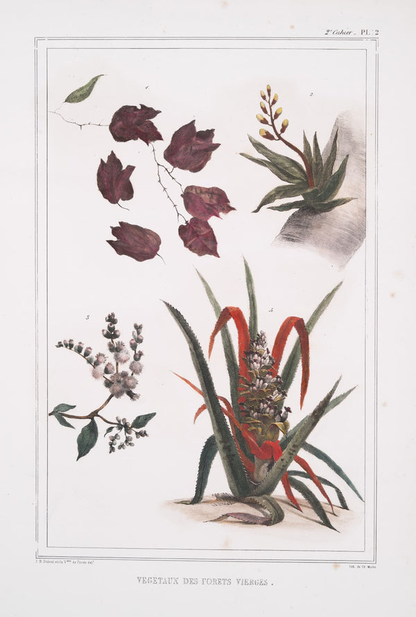 Végétaux de forêts vierges 1834   1839