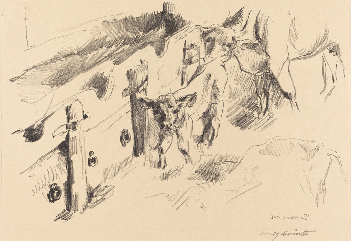 Calves Kälber 1912
