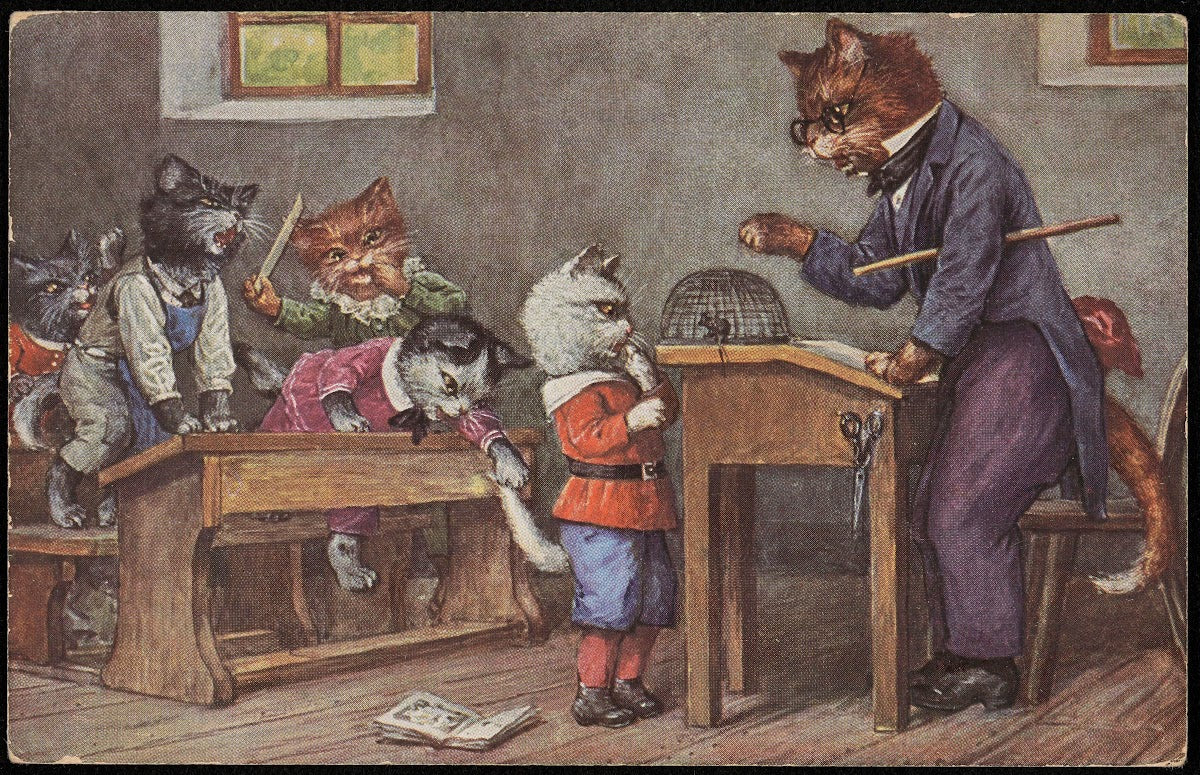 Cats in the schoolroom 20th century