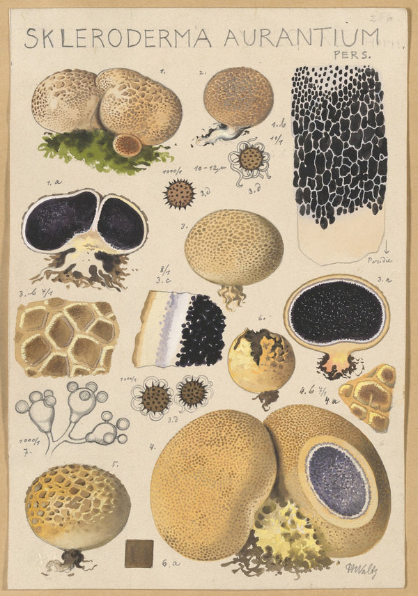 Scleroderma aurantium Pers 1915 1945