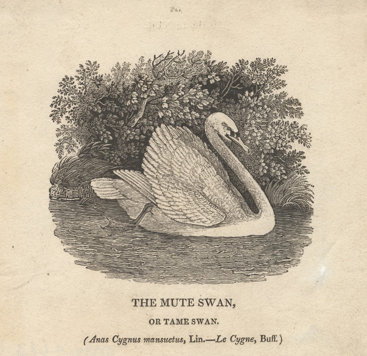 The Mute Swan or Tame Swan