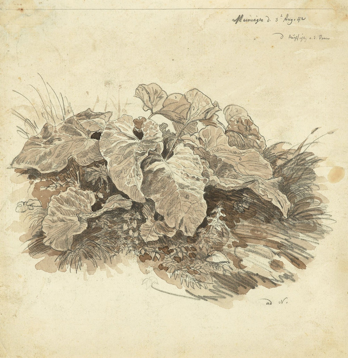 Huflattich 1842