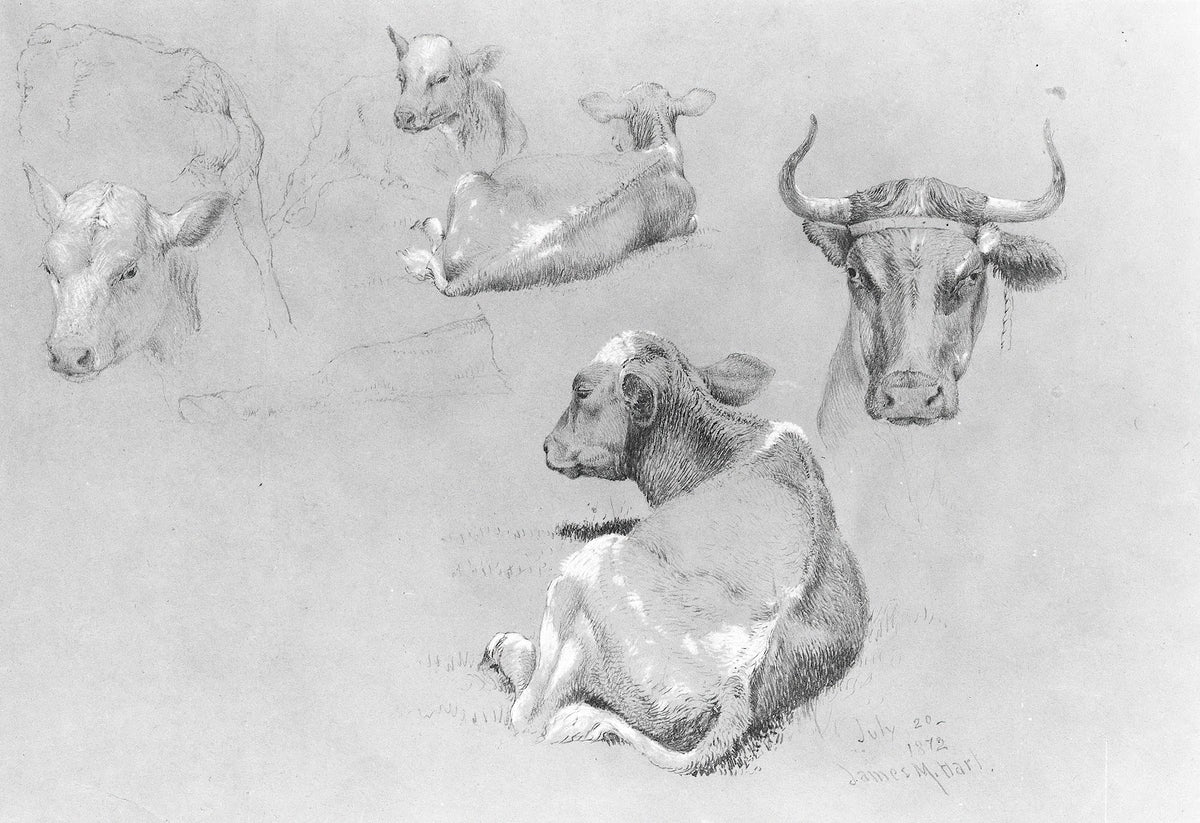 Studies of Cows and Calves 1872