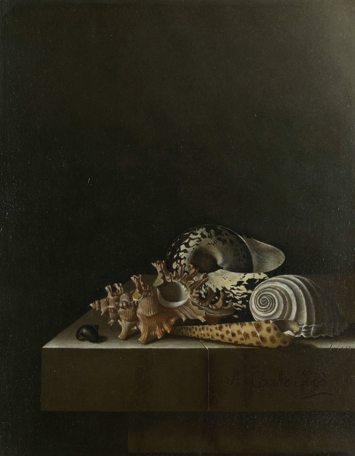 Shells on a Stone Plinth 1698