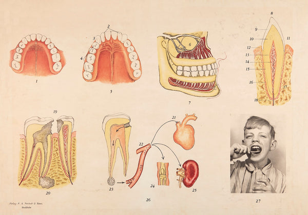 Dental hygiene 20th century