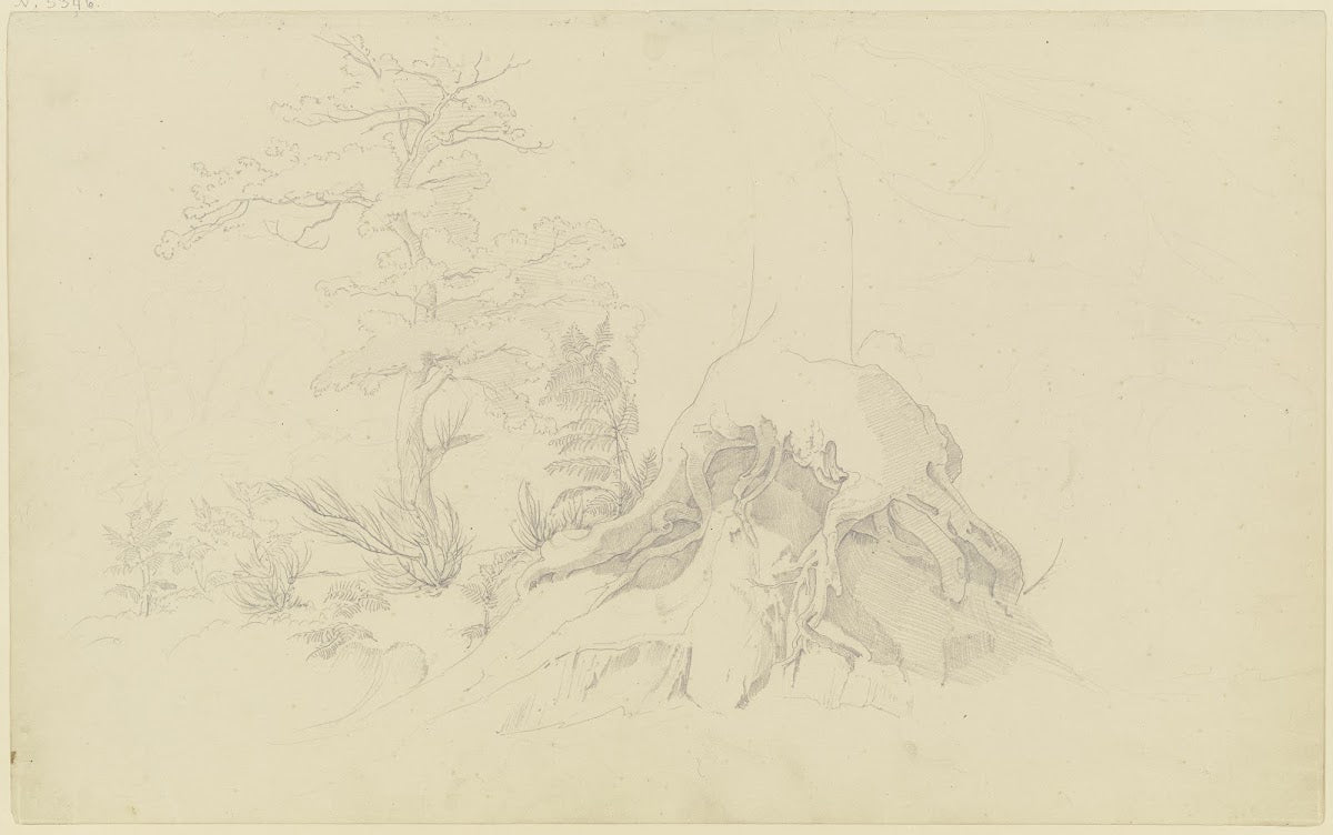 Exposed tree root 1830 1831
