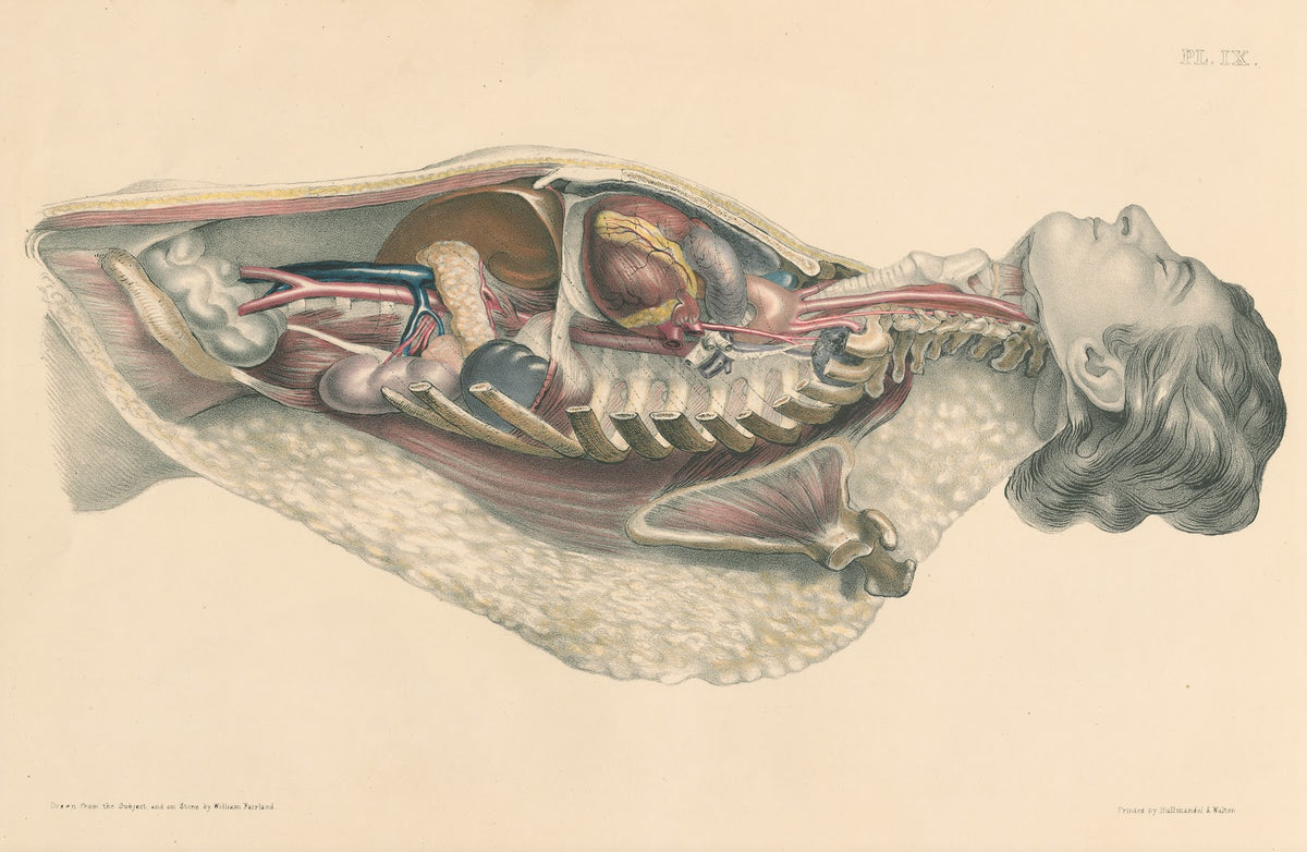 Medical anatomy or Illustrations of the relative position and movements of the i