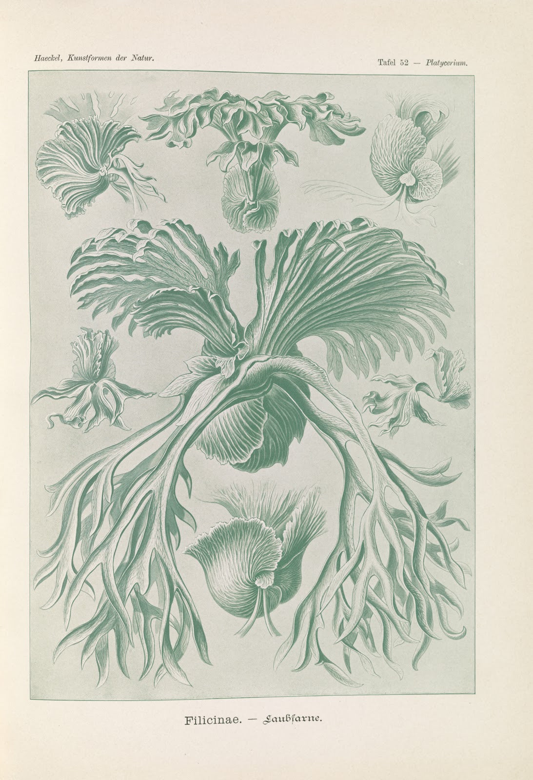 Filicinae  Laubfarne 1904