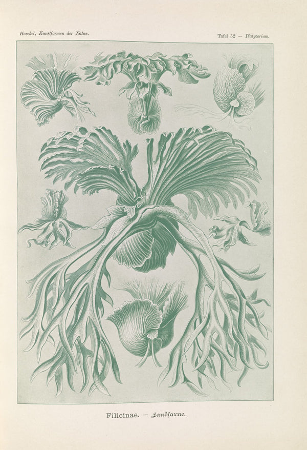 Filicinae  Laubfarne 1904