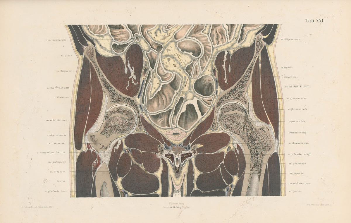 Topographisch anatomischer Atlas nach Durchschnitten an gefrornen Cadavern Pl23