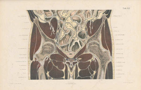 Topographisch anatomischer Atlas nach Durchschnitten an gefrornen Cadavern Pl23