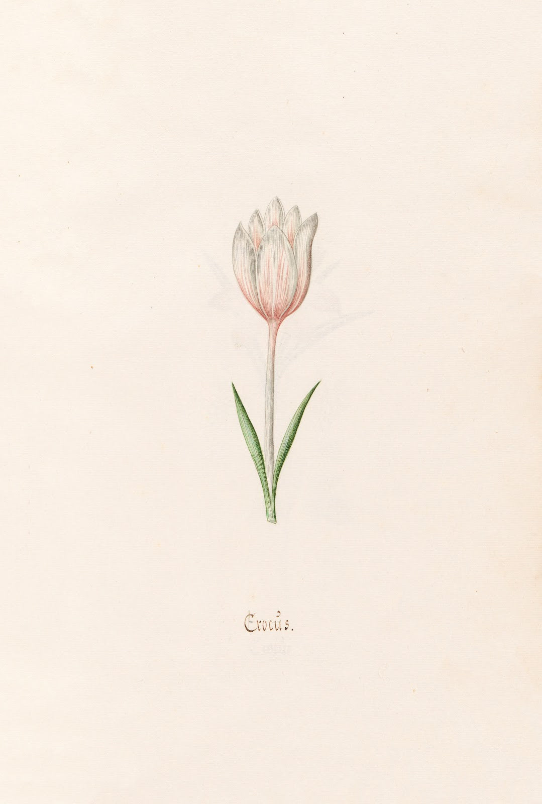 Crocüs 1692