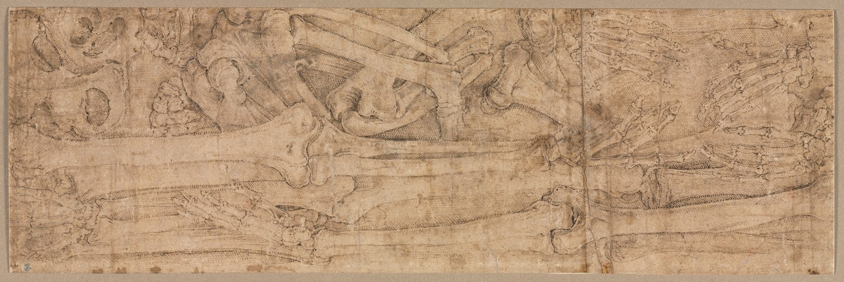 Arm Bones early 1540s