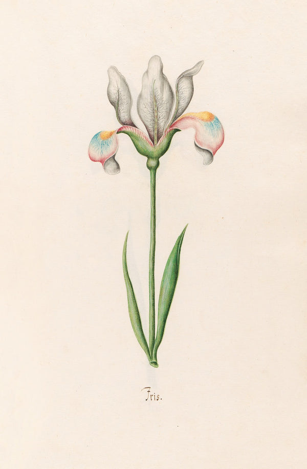 Iris 1692