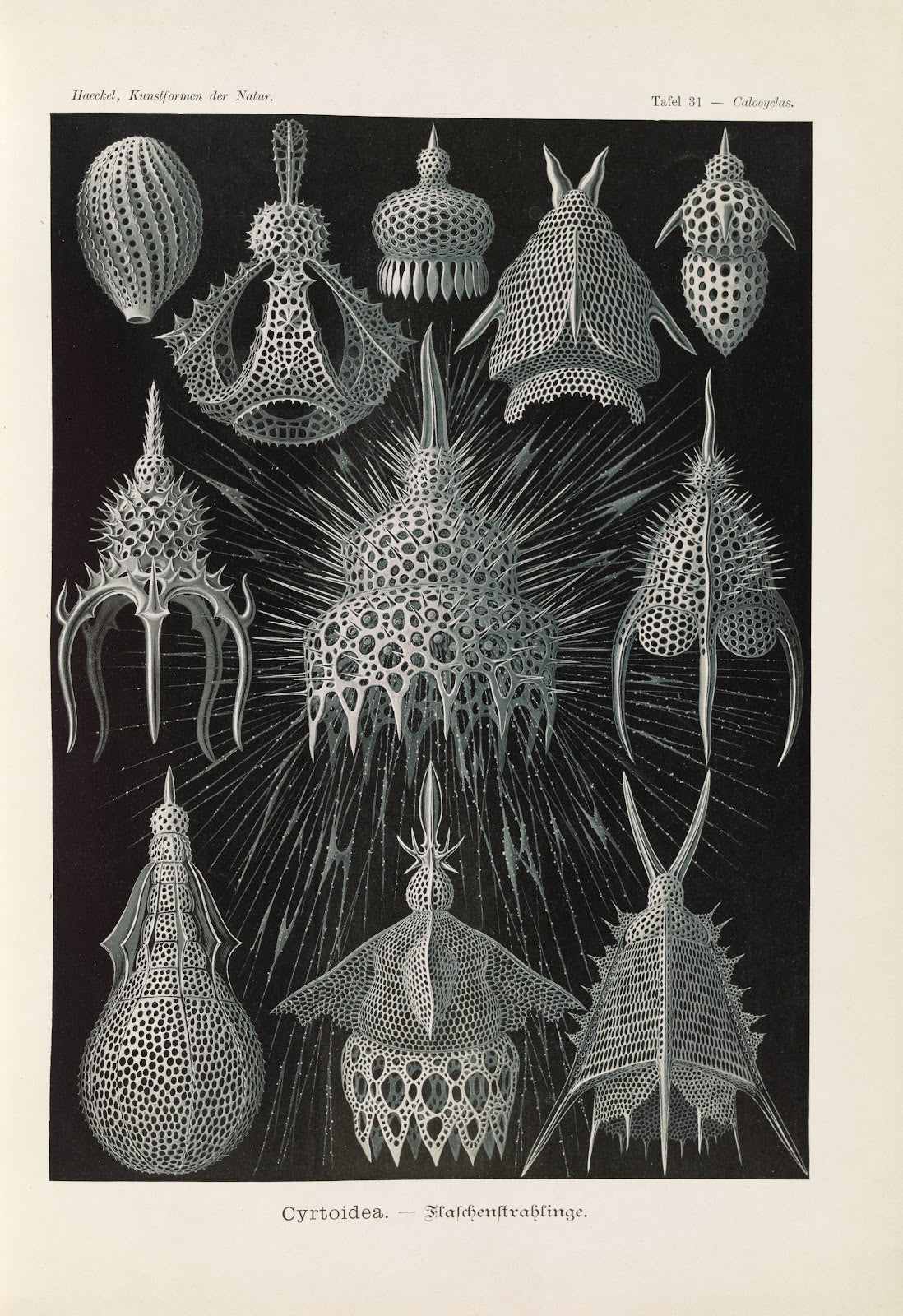 Crytoidea  Flaschenstrahlinge 1904