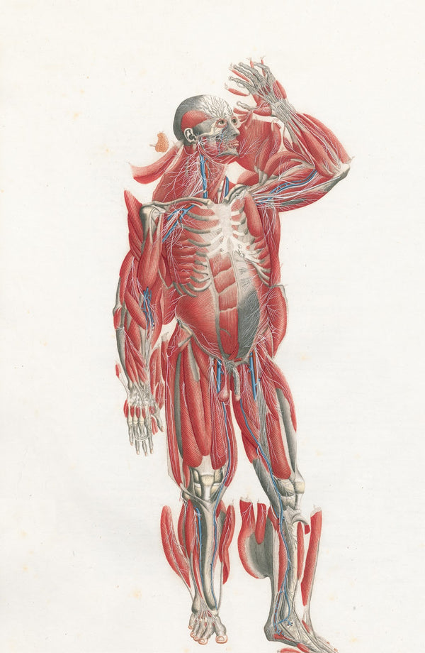 Anatomia Universale Pl22 1833