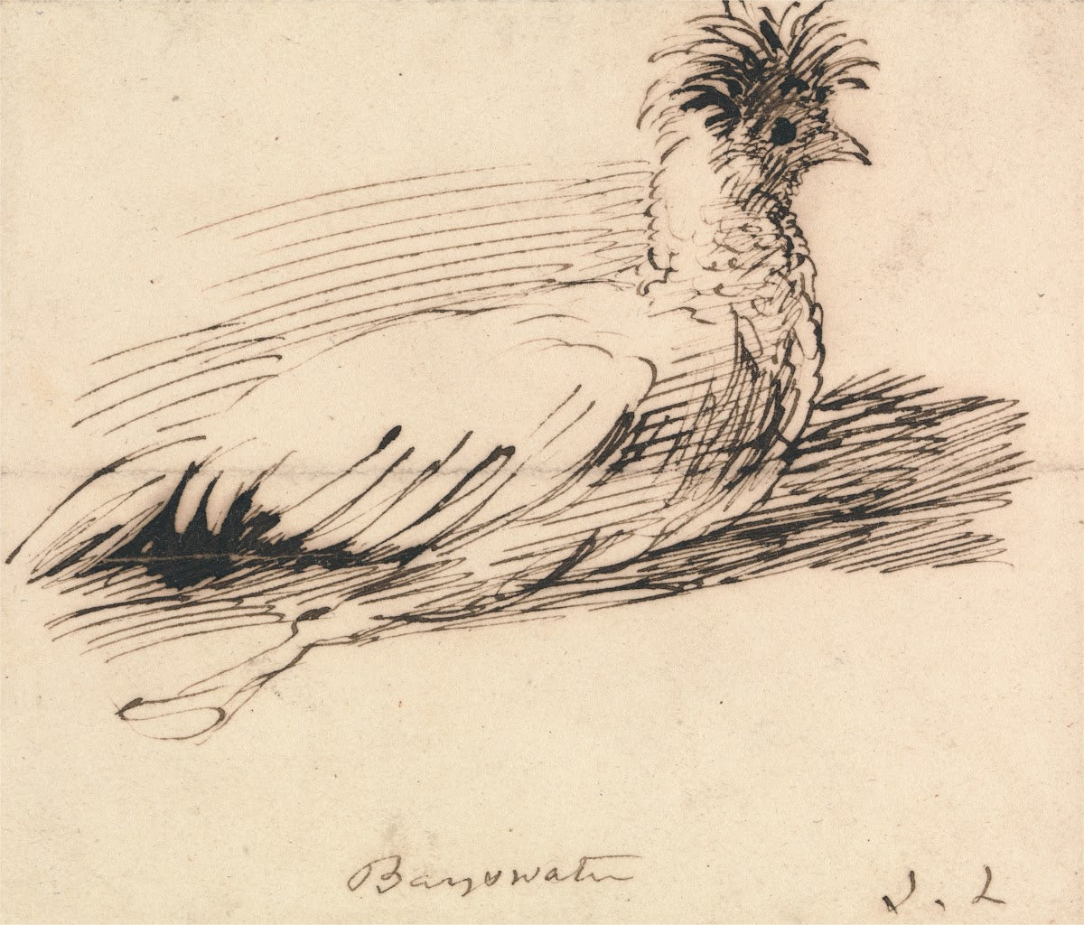A Hen