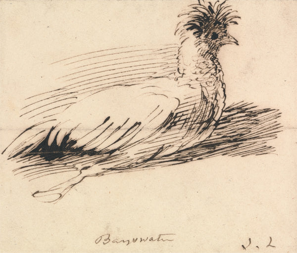 A Hen