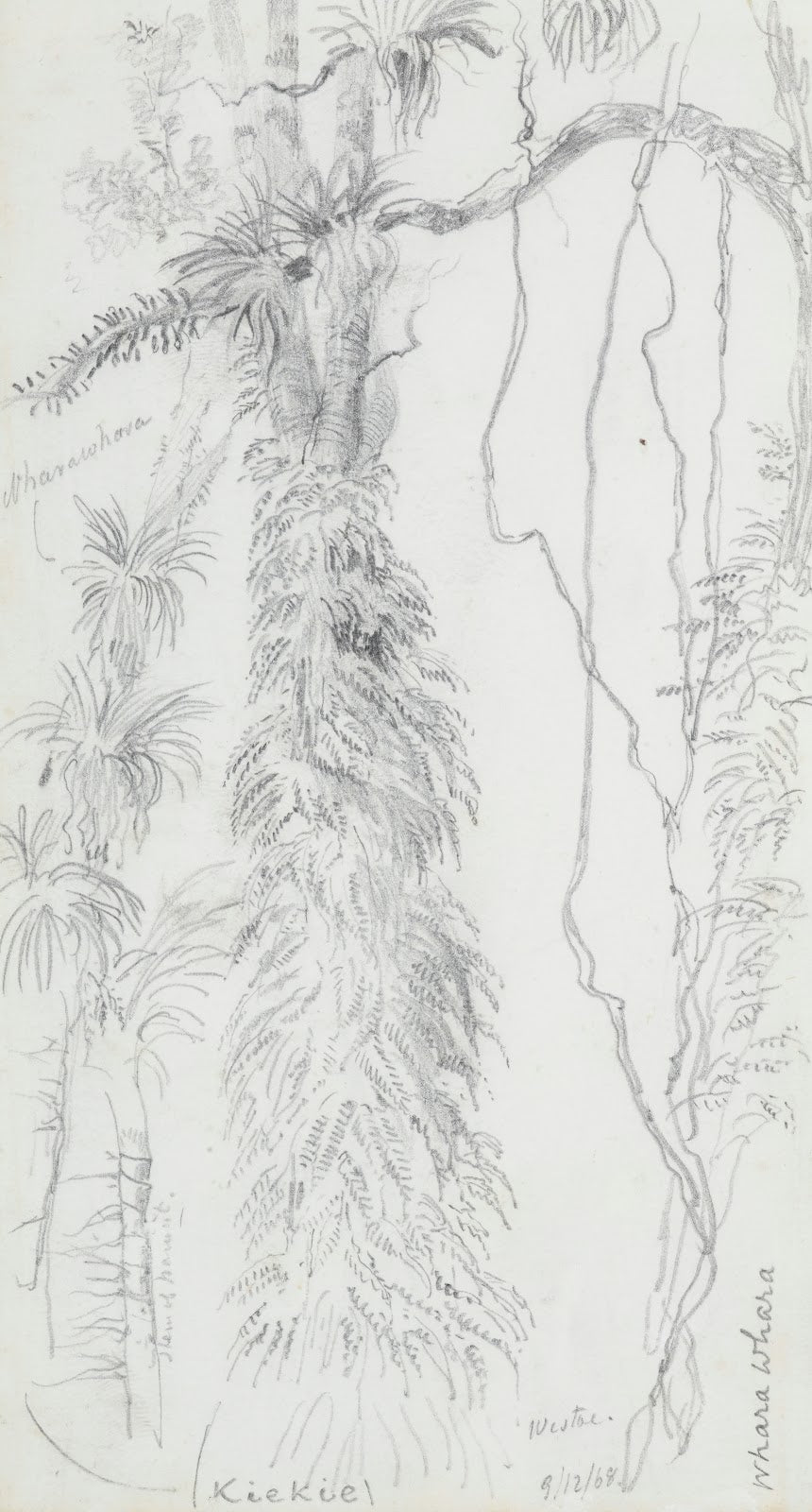 Kiekie and Wharawhara at Westoe 1868