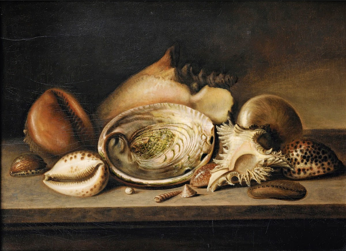 Tropical Sea Shells On A Stone Ledge Including A Conch A Giant Murex Cowries And