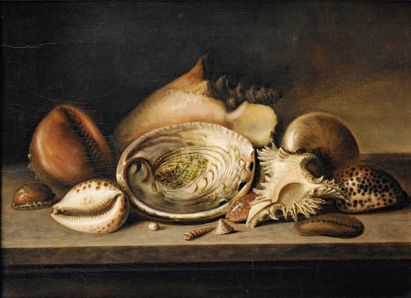 Tropical Sea Shells On A Stone Ledge Including A Conch A Giant Murex Cowries And