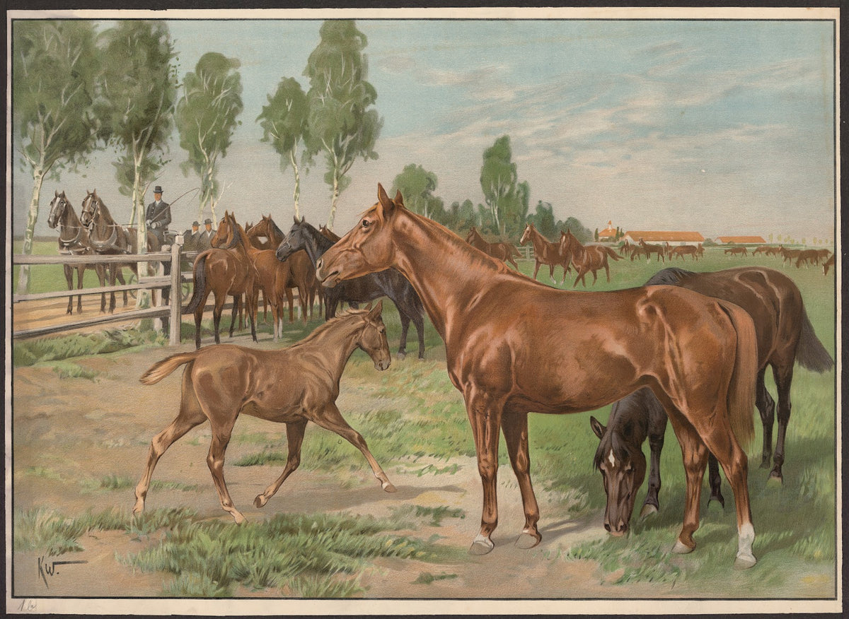Stutterihest 1910