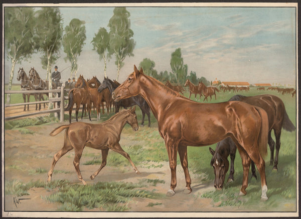 Stutterihest 1910