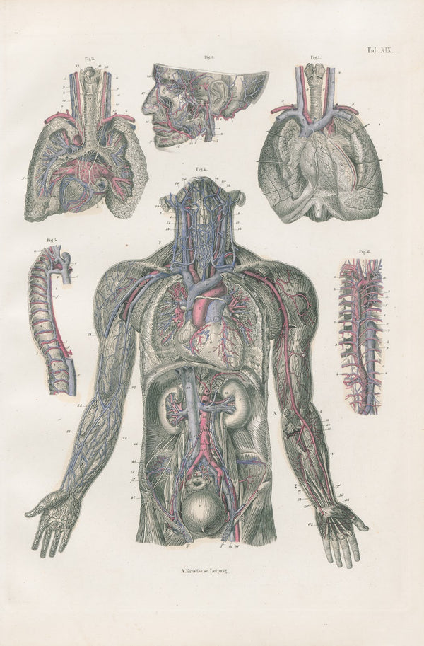 Blood vessels of side of head neck trunk and upper extremities 1880