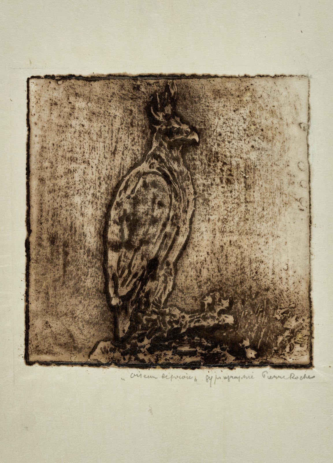 Oiseau de proie Harpie 1913