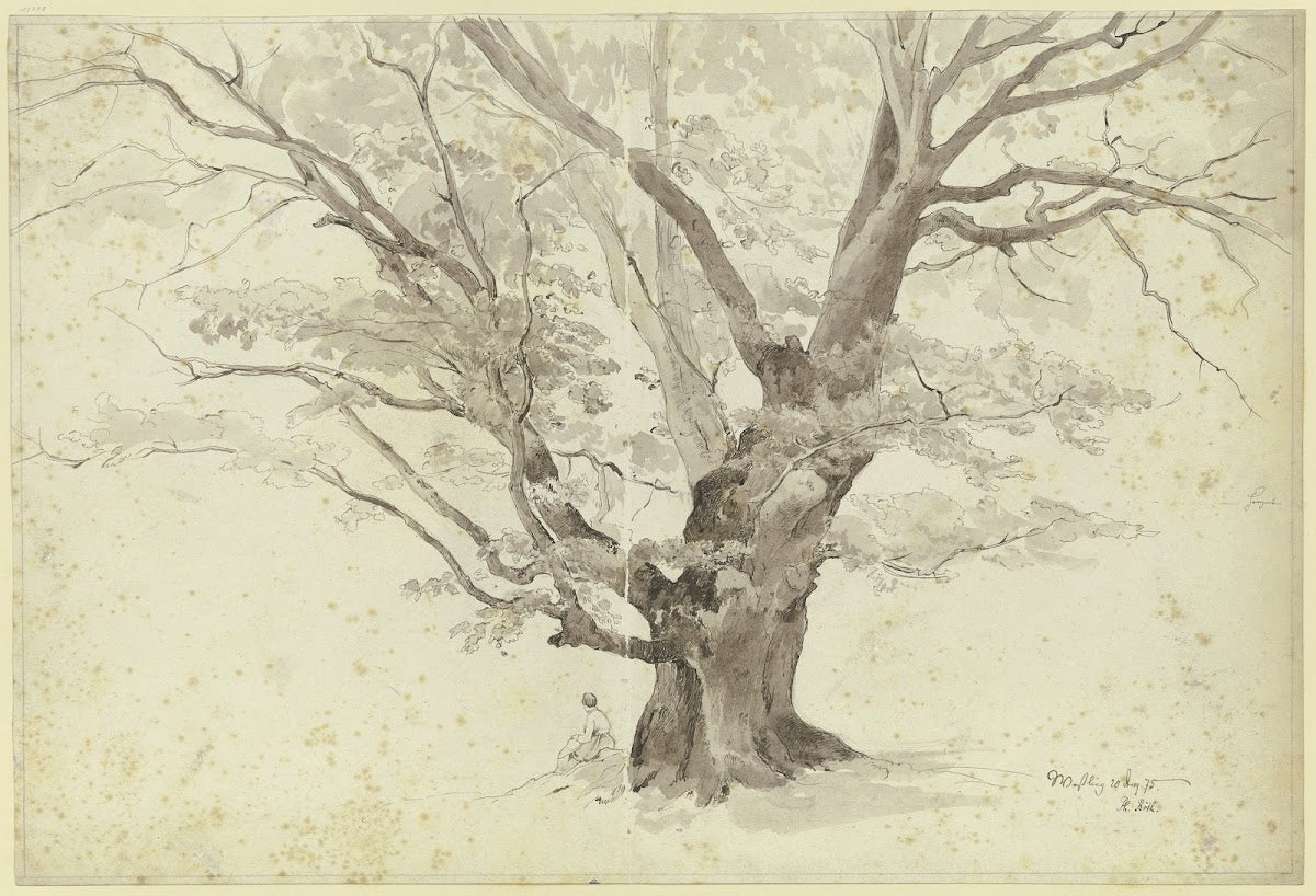 Oak tree near Weßling 1875