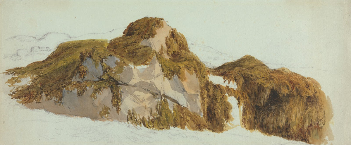 Study of Rocks Covered with Seaweed