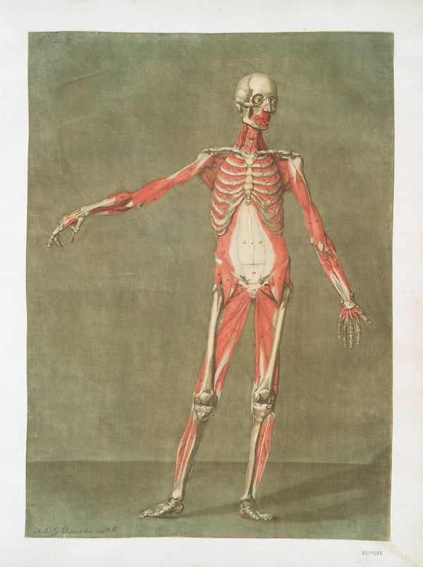Cette planche représente les muscles qui paroissent  1773