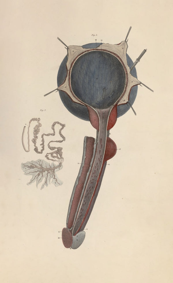 A system of anatomical plates of the human body Pl093 1840