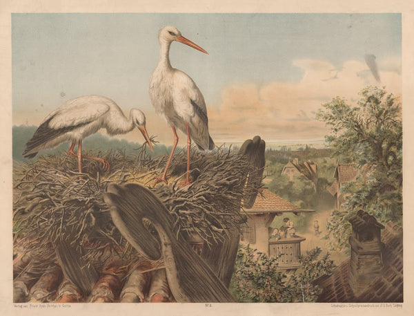 Storks 1880
