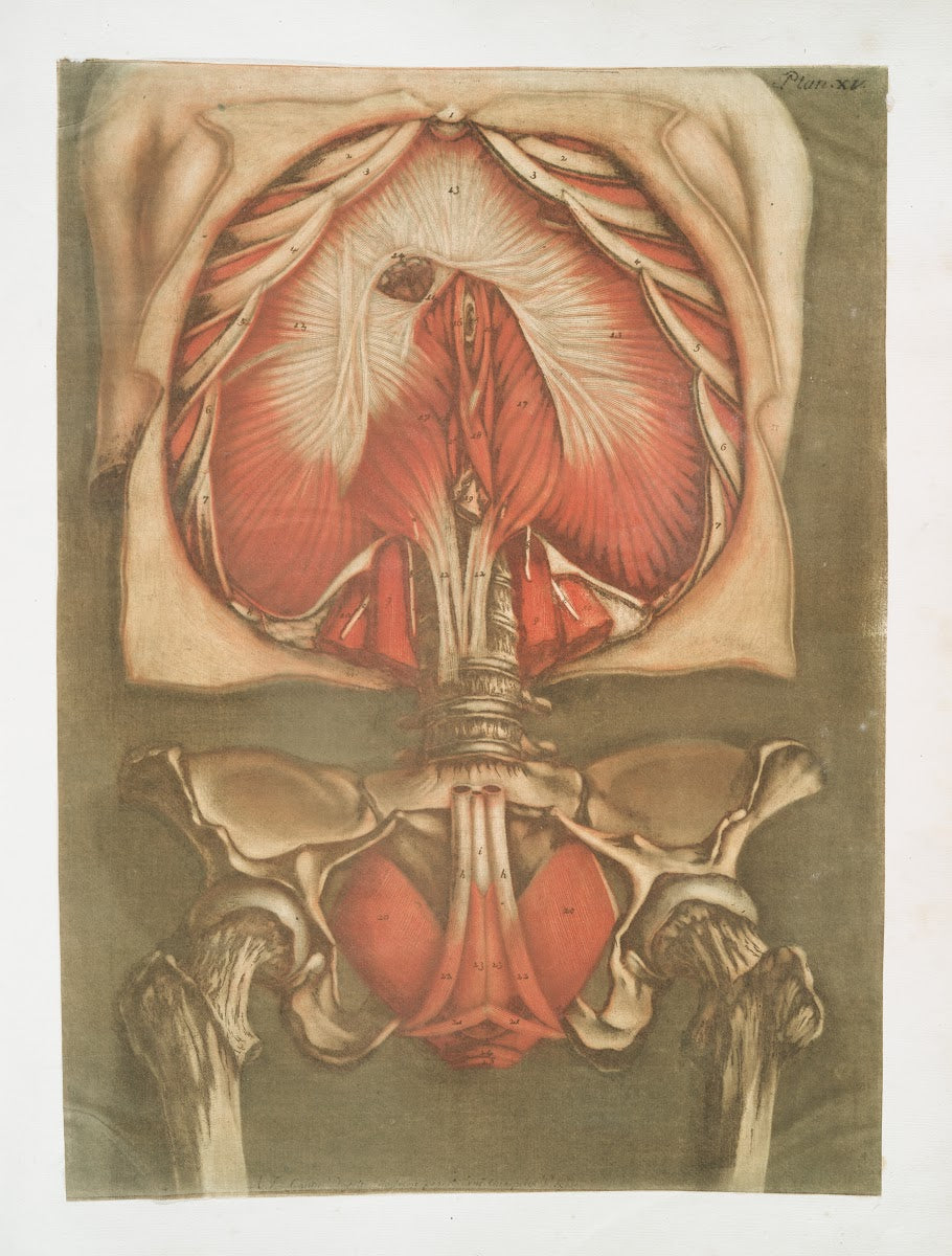 Elle présente le diaphragme avec les muscles de la verge  ceux de lanus 1773