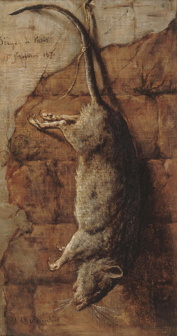 Rat ayant servi à lalimentation pendant le siège de Paris 1871