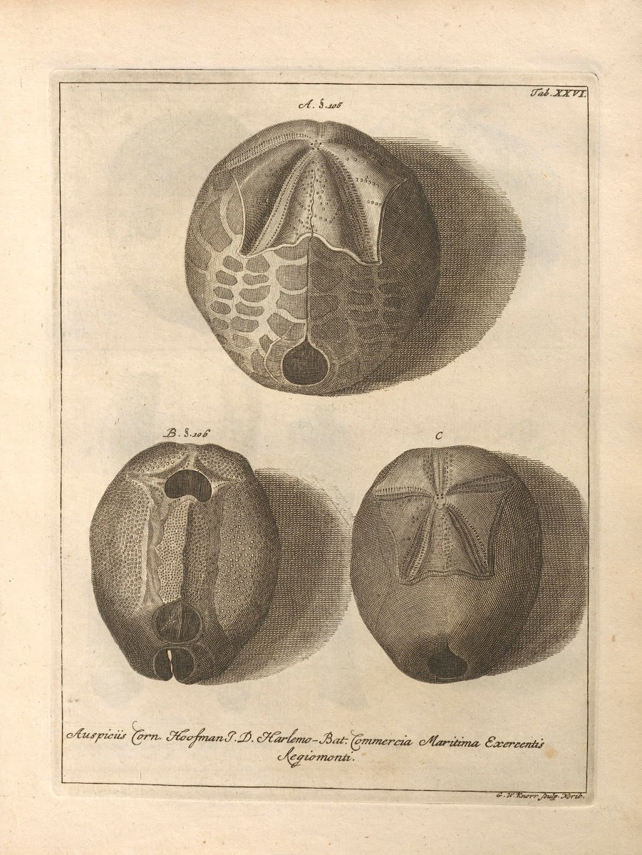 Naturalis Dispositio Echinodermatum Natural Arrangement of Echinoderms Pl27 1734